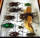 Real Insect Taxidermy Display Framed Box Butterfly Art Entomology Specimens  16