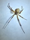 Real Brown Widow Spider Wet Specimen
