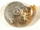 Polished Chambered Ammonite Fossil With Stand  From Madagascar 160gr