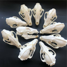 5 Pcs Raccoon Skull Taxidermy Real Bone Skeleton Christmas Decoration Gift
