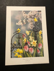Susan Bourdet Victorian Seasons Spring Goldfinches Signed 37 950 Vintage Print