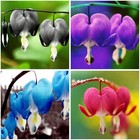 107  Dicentra Spectabilis Seeds For Planting - Perennial Bleeding Heart Seeds 