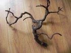 Large Red Twisty Manzanita Bird Perch 32  x 29  x2  