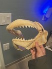 Large Shark Jaw Bull Or Blacktip 13in 5 X 6in Free Shipping