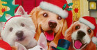  cheerful Selfie Dogs    3  Leanin  Tree Christmas Cards  New With  3  Envelopes