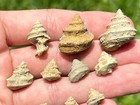 Texas Fossil Gastropods Worthenia One Per Purchase Pennsylvanian Age