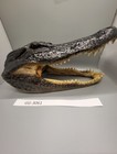 American Alligator Head From 7 Foot Louisiana Gator