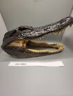 Head From 7 Foot Wild Louisiana Gator