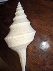 Syrinx Aruanus Australian Trumpet Conch Seashell 14  By 7 