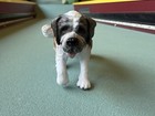 Collecta 88506 St Saint Bernard Figure Pet Female Rescue Dog 2011 Toy W  Tag