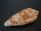 Monster   conus Textile 94 9mm philippines Seashell