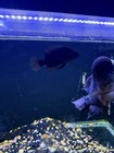  2  8 Inch Male Flowerhorn Cichlid 