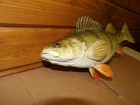 Large Real Skin Jumbo Yellow Perch Fish Mount 13 1 2  Long
