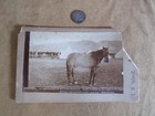 Comanche Horse Cabinet Card Custer 7th Cavalry Little Bighorn Stilwell Deadwood
