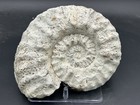Nice 9 5    Dinosaur Age Mortoniceras Sp  Texas Fossil Ammonite  Both Sides Great 