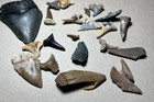 Shark Tooth Lot Including Authentic Megalodon Fossil From Sc