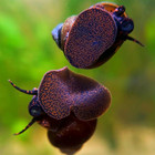  rare  Blueberry Snail  viviparus Sp       Live Freshwater Algae Cleaner