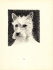 Antique West Highland White Terrier Print 1935 Wardle Art Illustration Cfw 5735h