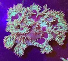 Wysiwyg Elegance Coral Colored Tips Xxl