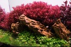 8 Stems Rotala Blood Red Sg - Submersed Grown Aquarium Plant