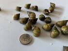 10 Live Saltwater Periwinkle Snails For Aquarium Fish Tank Filter Algae Detritus