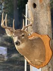 Whitetail Deer Real  Antler  Taxidermy Wall Mount