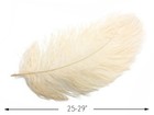 1 2 Lb  25-29   Cream Ostrich Wing Plumes Wholesale Feathers Centerpiece Wedding