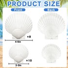 Yujun 18pcs Large Natural Scallop Shells 2  -3   2  -3   4  -5  -18pcs  White