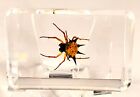 44mm Real Spiny Spider In Clear Lucite Resin Science Education Specimen Block