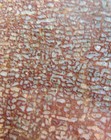 Dinosaur Gembone Fossil Slab Agatized - 203 Grams - 3-1 2  X 2-1 2  X 1  -   