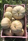  25  Seminole Pumpkin Seeds  Heirloom  Non-gmo  Grown Organically  Fl Native