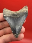 Megalodon Tooth Golden Beach Smoker - Venice Florida 2 44    Diver Direct Fossil