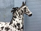 Breyer Horse Custom American Saddlebred Stallion Cm Black Leopard Appaloosa Asb