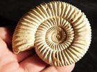 Aaa White Ribbed Ammonite Fossil 100  Natural With Stand Madagascar 128gr