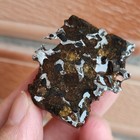 39g Kenya Sericho Pallasite Iron Meteorite Slice