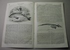 1835  Porpoise  Peking  Beijing  Devil s Bridge Wales  Tippoo s Tiger Automaton