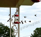 First Nature Hummingbird Feeder  32 Oz Wide Mouth  3055 Easy Clean Made In Usa 