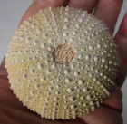 Large Cretaceous Sea Urchin Fossil Tetragramma  Morocco