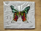 Real Madagascar Sunset Moth  urania Ripheus  Wings Spread Open