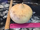 Large Round Clean Dry Gourd 6    High  7    D  22 5   circumference