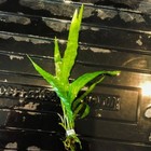 Buy 2 Get 1 Free Java Fern Microsorum Pteropus Live Aquarium Plants Beginner 