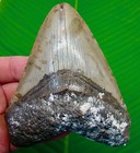 4 95  Megalodon Shark Tooth  Real Fossil North Carolina  Usa - No Restoration