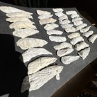 Lot 36 Drilled Holes Sc Oyster Shells Crafts Art Wedding Ornaments 4 5-6  Large 