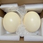 2 Large Genuine Blown Ostrich Egg Shells Crafts Display Or Decoration