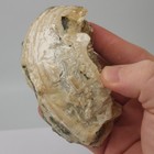 Ruck s Pit Calcite Clam Fossil - Mercenaria Permagna - Ft  Drum  Florida