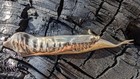 Solid Bronze Cast Tullimonstrum - Tully Monster Fossil Recreation Mazon Creek