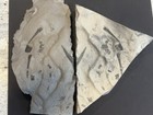 Eurypterid- Eurypterus Remipes- Parts  telsons-heads-abdomen  Silurian- New York