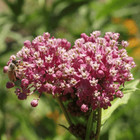 1 Oz Swamp Milkweed Wildflower Seeds - Everwilde Farms Mylar Seed Packet