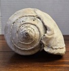 Large Vintage Fossilized Gastropod Conch Sea Shell 6  Primitive Coastal Decor