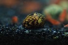 1 3 5 Pack Batik Nerite Snail Algae Eater Freshwater Aquarium Live Snail
